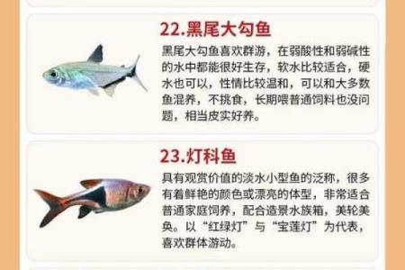 金鱼怎么养？养金鱼需要注意的风水