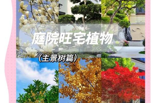 植物风水也有重要作用 推荐几种旺宅的植物