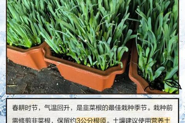 风水院子_韭菜种在院子有甚么寓意