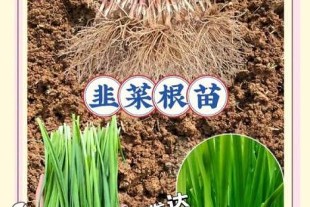 风水院子_韭菜种在院子有甚么寓意