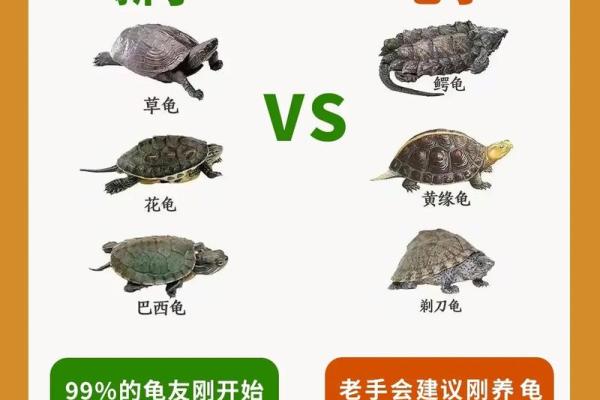 乌龟一般养几只吉利养龟风水养单数还是双数好
