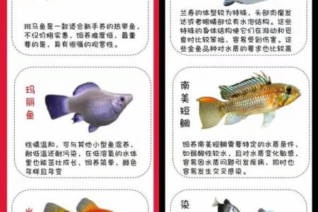 家庭养风水鱼适合哪几种？