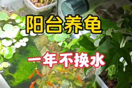 乌龟一般养几只吉利养龟风水养单数还是双数好