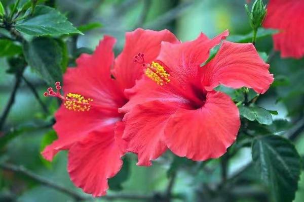 扶桑花与风水 扶桑花与风水有关吗