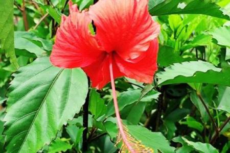 扶桑花与风水 扶桑花与风水有关吗