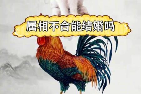 合八字属鸡和属猪的适合做夫妻吗