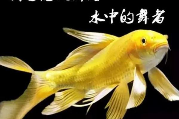 在家养什么鱼风水好？