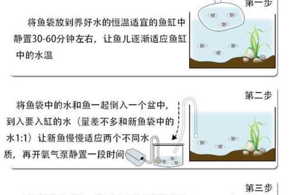 风水鱼养多少条比较好？