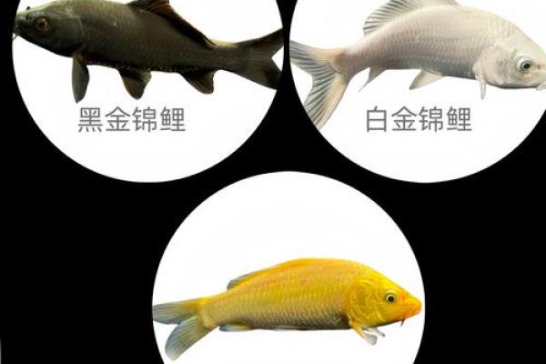 风水鱼养多少条比较好？