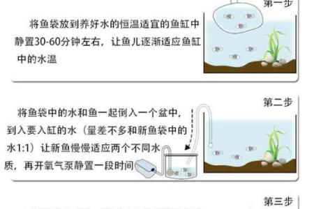 风水鱼养多少条比较好？