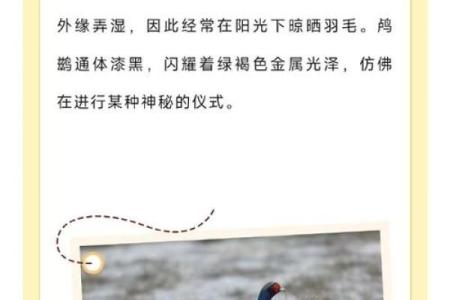 测试小鸟的名字吉凶