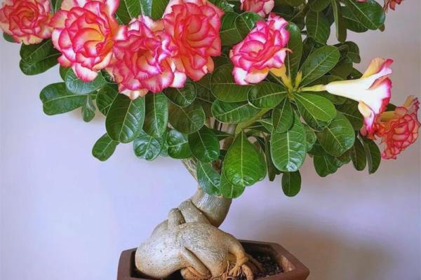 风水一年四季都不死的花都有哪些类型