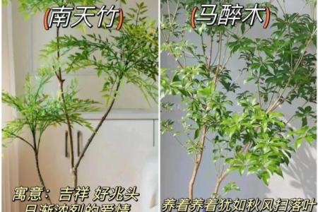客厅植物摆放风水也有讲究 这些你都了解吗