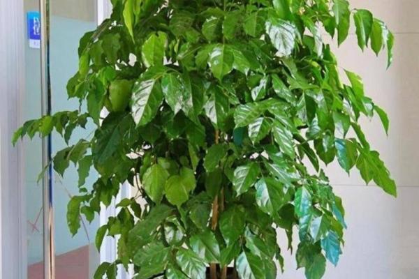 家庭绿植风水 家庭绿植风水好
