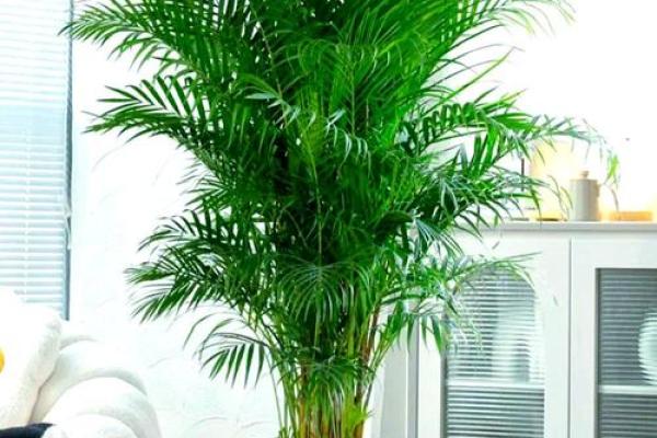家庭绿植风水 家庭绿植风水好
