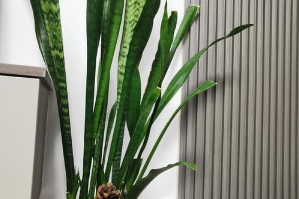 阳台植物摆放旺财风水 阳台植物摆放旺财风水