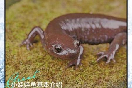 养鱼技术有决窍, 八字精华要记牢