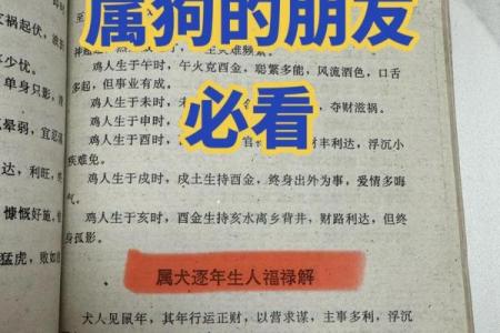 八月份出生的属狗男孩应该如何取名字姓名