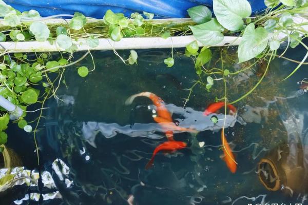 楼顶养鱼 风水