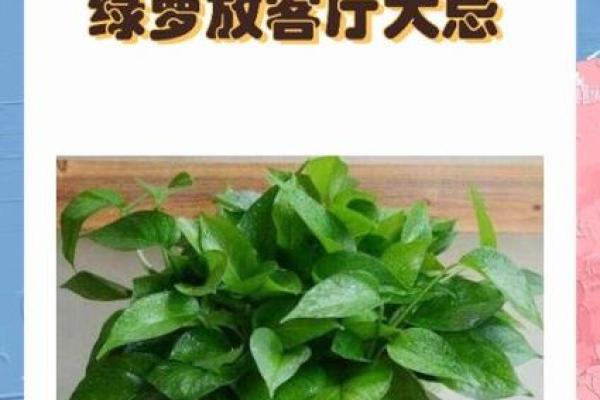 养绿萝风水