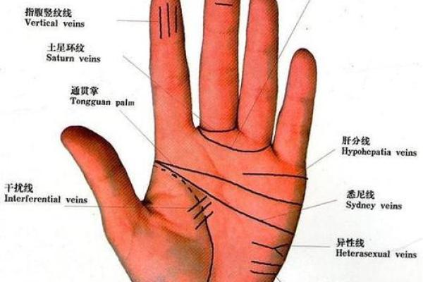 如何看手相算命看手相怎么看 如何看手相算命图片大全图解
