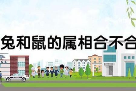 鼠和兔八字合不合 鼠兔八字相合吗