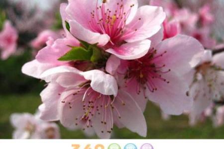 什么样的八字犯桃花 官杀多又旺感情生活混乱