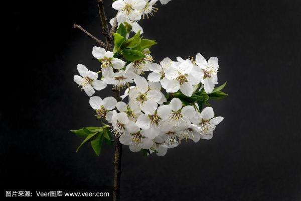 花树花枝算命