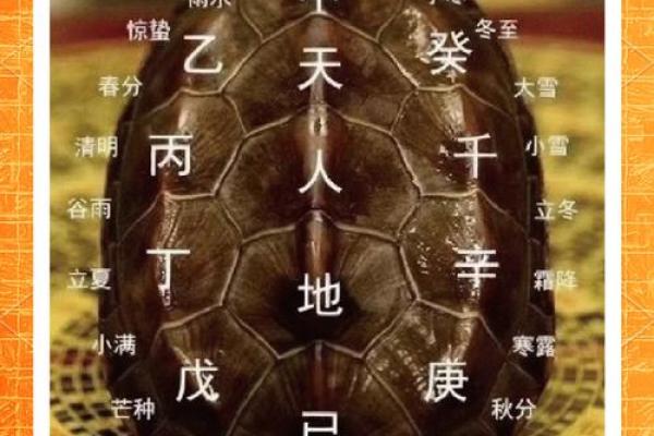 养多少只龟 养龟风水 养几只龟好